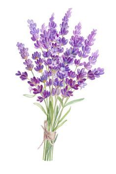 Get Creative with These Lavender Drawing Ideas - and Watercolor Ideas Too Lilac Bouquet Drawing, Orchid Bouquet Drawing, Lavender Aesthetic Drawing, Lavender Bouquet Drawing, Purple Flower Illustration, Lilac Flowers Drawing, How To Draw Lavender, Lavender Reference, Lavender Flowers Drawing