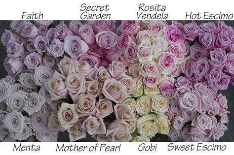 colors of blush roses Faith Rose, Mother Of Pearl Rose, Flower Chart, Flower Identification, Rose Varieties, Flower Guide, Light Pink Flowers, Blush Flowers, Blush Rose