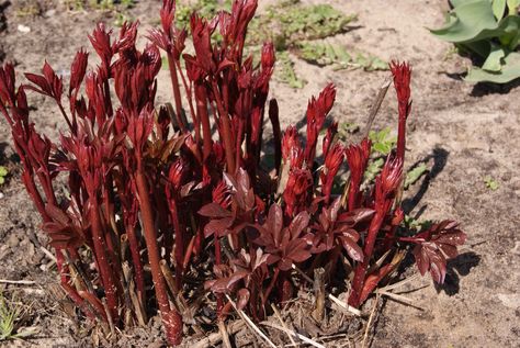 How To Fertilize Peony Plants In Spring For Big Blooms Peony Fertilizer, Peony Care, Rose Fertilizer, Peony Bush, Spring Peony, Hummingbird Plants, Planting Peonies, Growing Peonies, Acid Loving Plants