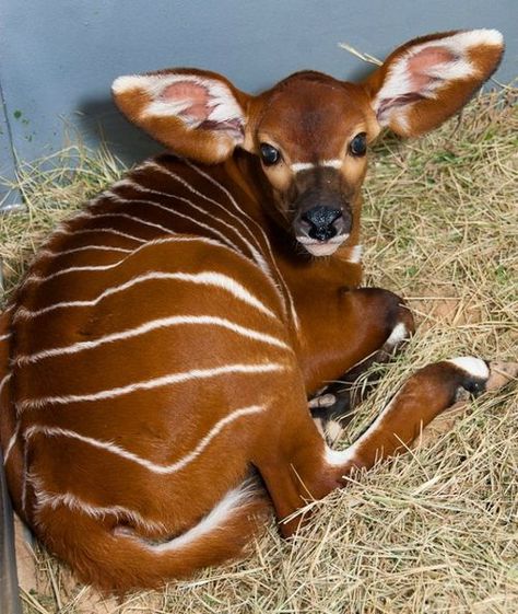 Bongo:                                                         The western or lowland Bongo, Tragelaphus eurycerus eurycerus, is a herbivorous, mostly nocturnal forest ungulate and among the largest of the African forest antelope species. Houston Zoo, Regnul Animal, Mule Deer, Interesting Animals, Unusual Animals, Rare Animals, Manx, African Animals, Weird Animals