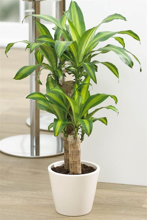 15 Plantas que harán más acogedor cada rincón de tu hogar Plantas Interior, نباتات منزلية, Corn Plant, Fast Growing Trees, Plant Decor Indoor, House Plants Decor, Indoor Plant Pots, Natural Home Decor, House Plants Indoor