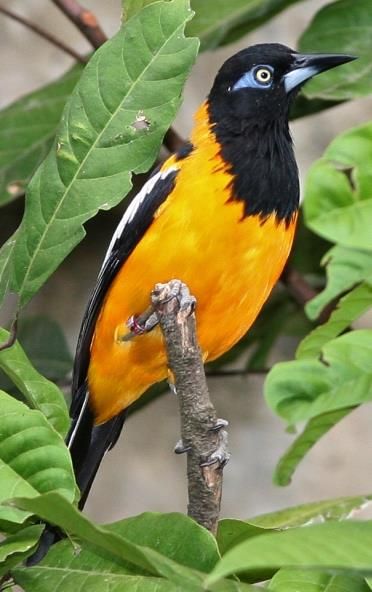 Venezuelan Troupial Venezuelan Troupial, Facebook Icons, World Birds, Arab Beauty, Rare Birds, Backyard Birds, Exotic Birds, Birdwatching, Colorful Birds