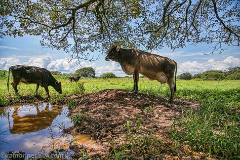 Farm Weekend in Chitre, Panama | by ramonpereira.com Chitre, Nepal, Panama