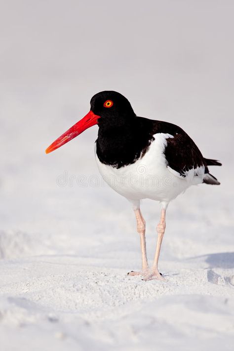 Oystercatcher Tattoo, Oystercatcher Art, Oyster Catcher Art, Oxpecker Bird, Oyster Catcher Bird, American Oystercatcher, Avocet Bird, Kiwi Birds, Oyster Catcher