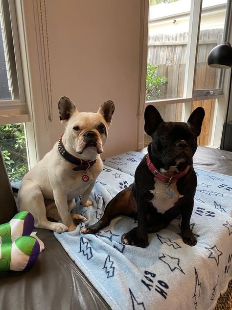 Two adorable French Bulldogs bred by us. #frenchies #frenchbulldogs #twofrenchies #twofrenchbulldogs #dogfriends Bulldogs Puppies, French Bulldog For Sale, Cheap Puppies, French Bulldog Breed, Bulldog Puppies For Sale, Cute French Bulldog, French Bull, French Bulldog Puppies, Older Dogs