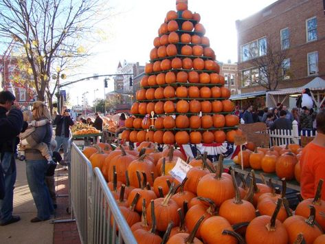 13 Things That Everyone In Ohio Does During The Fall Season Fall Festivals In Ohio, Circleville Pumpkin Show, Ohio Adventures, Ohio Getaways, Circleville Ohio, Buckeye Nut, Pumpkin Show, Osu Buckeyes, Ohio Travel