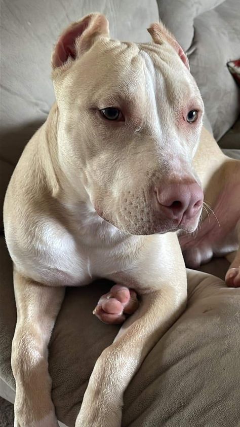 White And Black Pitbull, Blonde Pitbull, White Pitbull, My Lovely Friend, Very Cute Dogs, Cute Little Puppies, Pretty Dogs, Pitbull Puppies, American Pitbull Terrier