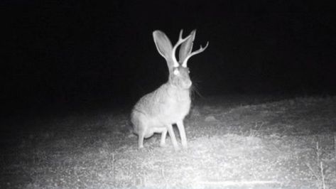 Jackalope: The truth behind the world's scariest rabbit Cowboy Shop, Taxidermy Display, Western United States, Sell Jewelry, Wild Rabbit, Watership Down, Ancient Persian, Tall Tales, Jack Rabbit