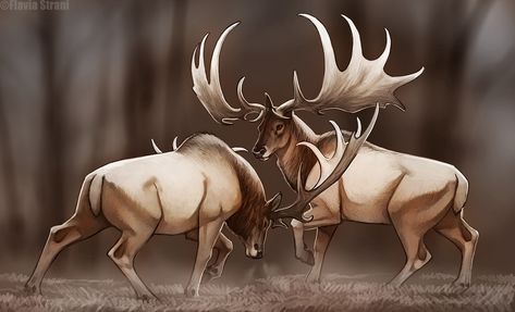 Megaloceros Giganteus, Irish Elk, Prehistoric Mammals, Deer Species, Prehistoric Wildlife, Dinosaur Pictures, Ancient Animals, Prehistoric Art, Paleo Art