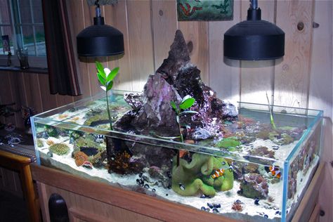 My next Reef Tank!! Nano Reef Tank, Marine Fish Tanks, Malawi Cichlids, Saltwater Aquarium Fish, Coral Reef Aquarium, Cool Fish Tanks, Saltwater Fish Tanks, Marine Tank, Nano Aquarium