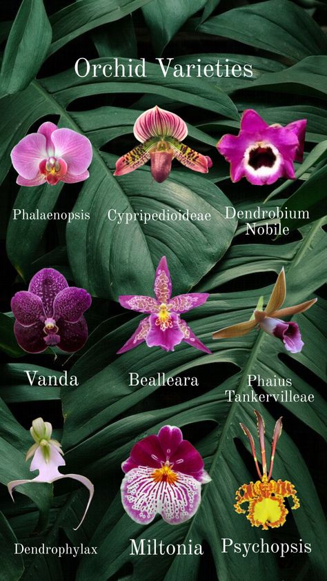 Mini Orquideas, Orchid Plant Care, Orchid Varieties, Growing Orchids, Orchids Garden, Best Indoor Plants, Succulents Indoor, Plant Aesthetic, Orchid Care