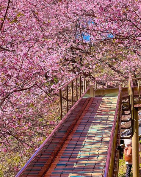 The Matsuda Cherry Blossom Festival honors Japanese hanami traditions like bento picnicking, sakura photography, and contemplation of nature's beauty underneath the pastel flower canopy. The Matsuda Cherry Blossom Festival celebrates the vibrant beauty of the Sakura season with events under clouds of pale pink blossoms encircling picturesque Matsuda Lake. Source: IG @jeon.so_ Cherry Blossom Season Aesthetic, Matsuri Aesthetic, Japenses Cherry Blossom, Sakura Festival Japan, Sakura Photography, Flower Canopy, Sakura Festival, Anime Bedroom Ideas, Anime Bedroom