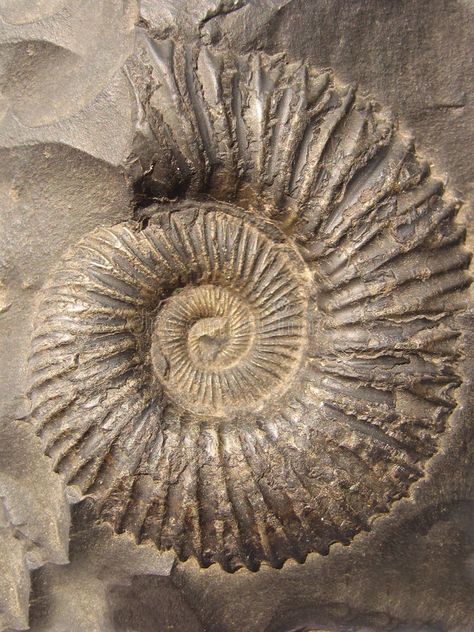 Ammonite (saligram). Photo of fossil-stone called a€?saligrama€? in Asia. These , #Aff, #fossil, #stone, #called, #Ammonite, #saligram #ad Ammonite Fossil Drawing, Fossil Aesthetic, Clay Fossils, Fossil Drawing, Gcse Ceramics, Nautilus Fossil, Golden Ratio In Nature, Sea Fossils, Shell Texture