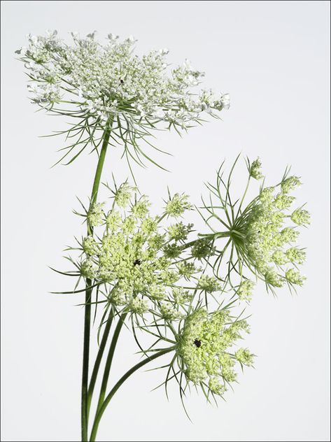 edible_weeds_queen_annes_lace_1 Tattoo Flower Vintage, Queens Lace Flower, Queen Ann Lace Flower, Queen Annes Lace Watercolor, Queen Annes Lace Painting, Queen Ann’s Lace, Queen Ann’s Lace Flower, Queen Annes Lace Photography, Queen Anne’s Lace Painting