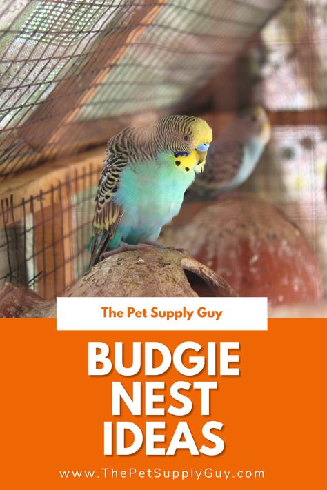 Diy Bird Toys Budgies, Parakeet Cage Ideas, Diy Budgie Toys, Nesting Boxes Diy, Homemade Bird Toys, Parakeet Care, Tattoo Pet, Best Pet Birds, Nest Ideas