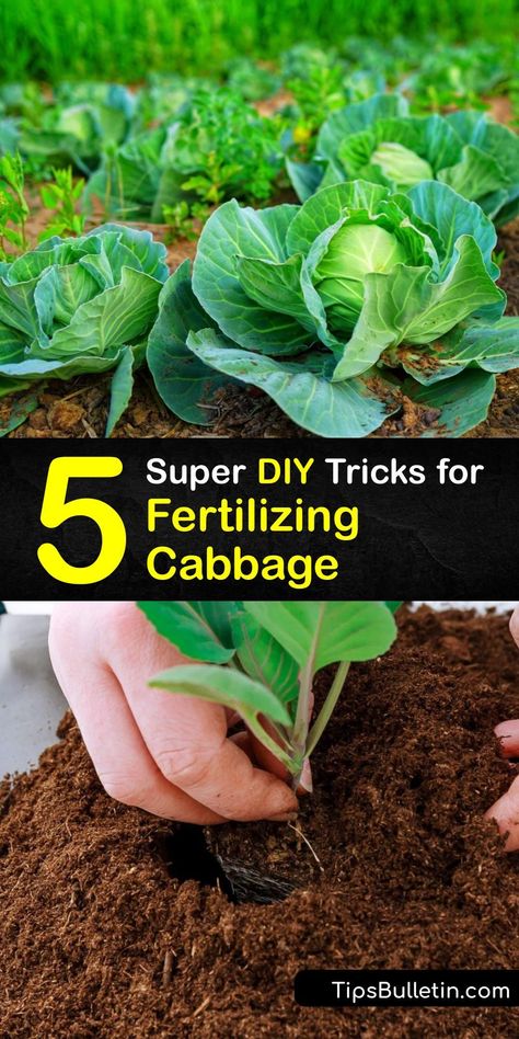 Granular and liquid fertilizers improve the health and yield of growing cabbage plants. Feed a green or red cabbage plant with organic fertilizer like compost or craft a simple Epsom salt cabbage fertilizer. #homemade #fertilizer #cabbage Stir Fry Cabbage, Garden Fertilizers, Fry Cabbage, Homemade Fertilizer, Growing Cabbage, Cabbage Varieties, Diy Fertilizer, Cabbage Plant, Growing Cilantro