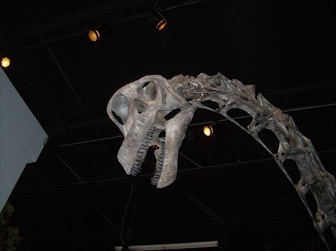 Brachiosaurus Skull, American Museum Of Natural History, Dinosaur Skeleton, Year 9, Museum Of Natural History, Extinct Animals, Prehistoric Animals, Natural History, Dinosaurs