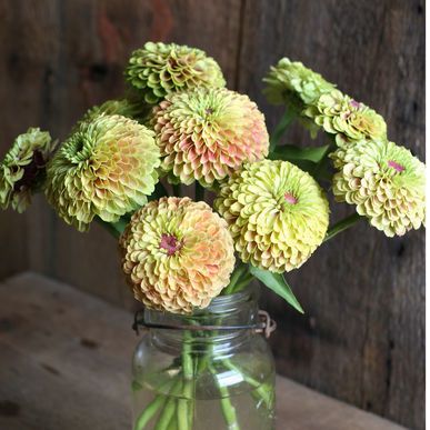 Queen Lime Zinnia Zinnia Queen Lime, Seeds Planting, Zinnia Seeds, Seed Planting, Zinnia Elegans, Zinnia Flowers, Plant Spacing, Blush Flowers, Fresh Cut Flowers