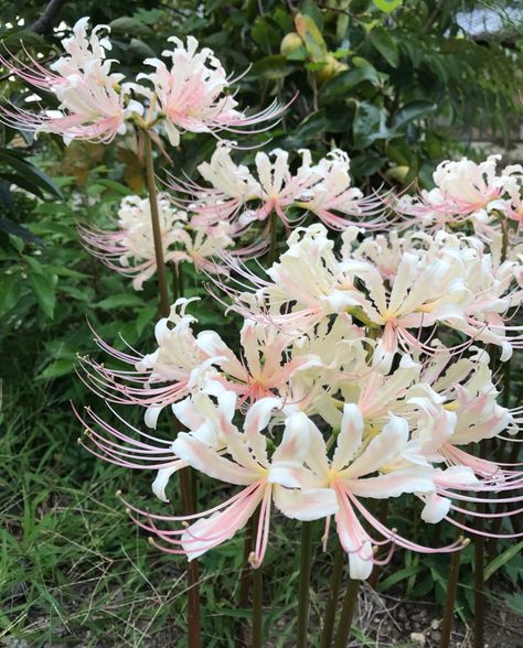 Pink Spider Lily, Pretty Flowers Pictures, Lotus Petal, Theme Nature, Image Swag, Nothing But Flowers, Cute Flowers, Flower Therapy, Beautiful Bouquet Of Flowers