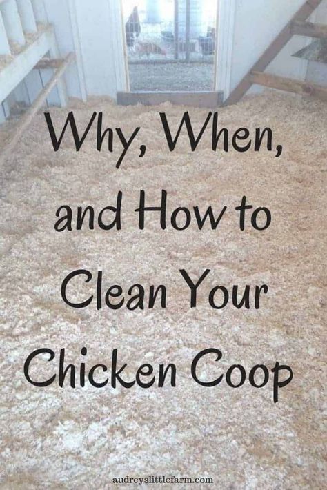 Easy Chicken Coop, Clean Chicken, Backyard Chicken Coop Plans, Diy Chicken Coop Plans, Backyard Chicken Farming, Chicken Health, Raising Backyard Chickens, Chicken Coop Designs, Chicken Garden