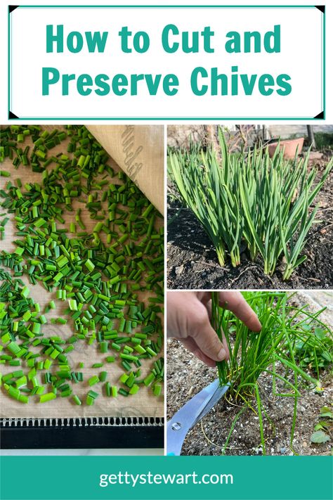 Freezing Fresh Chives, Preserving Chives Fresh Herbs, How To Freeze Fresh Chives, How To Preserve Fresh Chives, How To Dry Chives Fresh Herbs, Drying Chives In The Oven, What To Do With Excess Chives, Fresh Chives Recipes, How To Preserve Chives