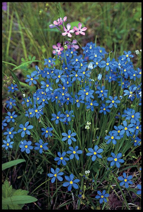 Texas Native Plants, Wildflower Painting, Texas Wildflowers, Wildflower Drawing, Asclepias Tuberosa, Purple Wildflowers, Small Front Yard, Texas Gardening, Blue And Purple Flowers