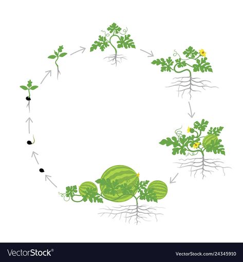 Watermelon Life Cycle, Plant Watermelon, Soybeans Plant, Watermelon Tree, Rubber Tree Plant, Watermelon Plant, Tree Growth, Business Icons Vector, Plant Vector