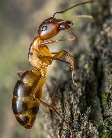 Carpenter Ant (Camponotus) 🐜 Insects For Kids, Flip Books Art, Farm Tattoo, Ant Tattoo, Bald Caps, Ant Farm, Micro Photography, Photo Macro, Carpenter Ant