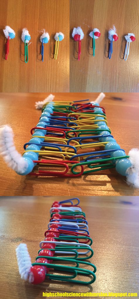 Dna Model Project, Biology Activity, Dna Project, Membrane Structure, Plasma Membrane, Biology Classroom, College Job, Dna Model, High School Biology