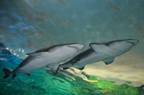 Sharks In Love, Shark Couple, Marine Life Art, Shark Conservation, Shark Photos, Shark Pictures, Deep Sea Creatures, Real Mermaids, Cute Shark