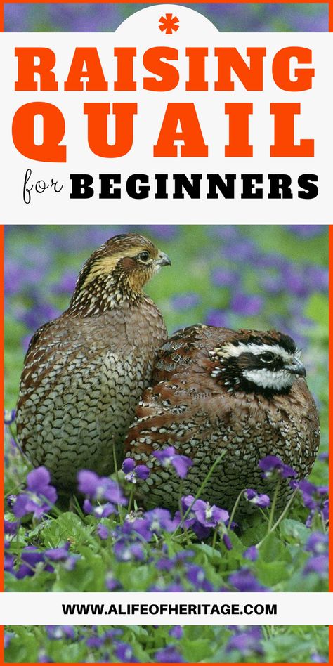 Raising Quail For Profit, Raising Quail For Meat, Quail Run Ideas, Raising Quail For Eggs, Keeping Quail, Quail Raising, Chicken Anatomy, Quail Pen, Quail House