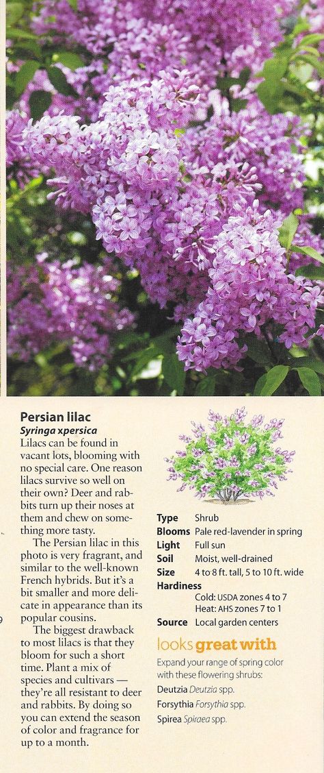 Lilac Garden Landscapes, Ethereal Core, Mulberry House, Lilac Varieties, Arizona Garden, Lilac Garden, Arizona Gardening, Lilac Bushes, Lilac Tree