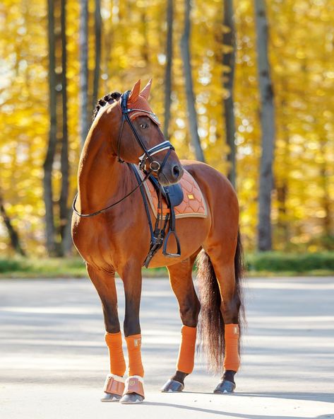 #equestrianstockholm #esstockholm #equestrian #ridewear #dressage #ecoproduct #horse #equestrianoutfit #horsebackriding #horsebackridingclothes #horseridingoutfit #equestrianlifestyle #horsefashion #equestrianchic #horses Dressage, Fall Vibes, Equestrian, Horses, Orange