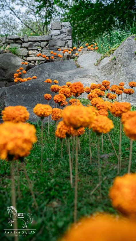 Marigold Wedding Flowers, Marigold Wedding Decoration, Manali India, Marigold Wedding, Bridal Decor, Haldi Decor, Diwali Decoration Items, Dinner Event, Boda Mexicana