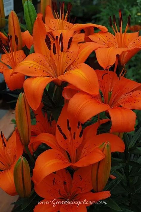 Orange Pixie Lily Red Lily Flower Anime, Flower Wallpaper Red, Lily Flower Wallpaper, Sarah Aesthetic, Orange Day Lily, Different Types Of Lilies, Poisonous Flowers, Red Lily Flower, Orange Lily Flower