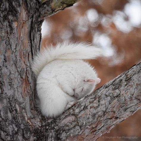 Stephani Rae Photography on Instagram: “Lola all tucked in for a short winter’s nap 😴 💤 #albinosquirrel #naptime #squirrel #squirrels #squirrelwatching #squirrelsofinstagram…” Diy Squirrel Feeder, Squirrel Repellant, Squirrel Feeder Diy, Squirrel Drawing, Squirrel Home, Squirrel Tattoo, Eastern Gray Squirrel, Squirrel Eating, White Squirrel