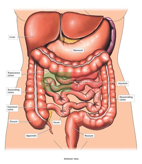 Anatomy of Digestive Organs | exhibit pictures the anatomy of the abdominal organs of the digestive ... Human Organ Diagram, Human Body Organs Anatomy, Body Organs Diagram, Body Anatomy Organs, Human Anatomy Picture, Human Anatomy Chart, Human Body Diagram, Human Anatomy Female, Internal Anatomy