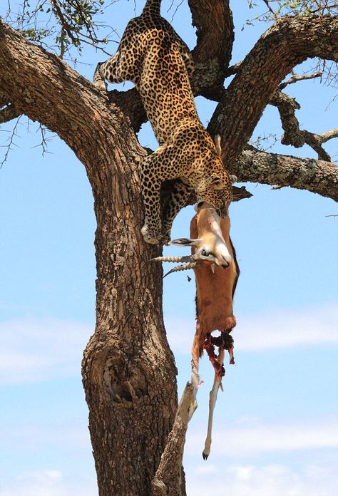 Nice spot for lunch! Leopard takes its prey up a tree to enjoy its meal with a spectacular view of the savannah | Daily Mail Online Celebrity Skin, Safari Adventure, Cheetahs, Wild Nature, African Animals, African Safari, Leopards, Big Cats, Beautiful Creatures