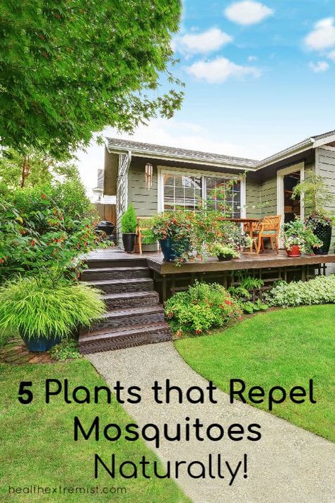 5 Plants that Repel Mosquitoes Naturally - Add these plants to your deck or around your backyard to repel mosquitoes. #natural #repelmosquitoes Plants Around Deck Landscapes, Planting Around Deck, Plants Around Deck, Landscaping Around Deck Backyard, Deck Plants Ideas, Landscape Around Deck, Dream Garden Modern, Backyard Cleanup, Deck Plants