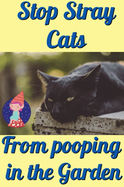 Stop Cats From Pooping In Yard, How To Stop Cats From Pooping In Garden, Keeping Cats Out Of Yard, Keeping Cats Out Of Garden, How To Keep Cats From Peeing On Stuff, How To Keep Cats Out Of Flower Beds, How To Get Rid Of Cats In My Yard, Keep Cats Out Of Garden, Cat Repellant Garden