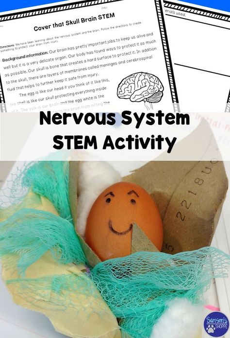 Brain | STEM | Nervous System This inquiry activity is perfect to review the human body system with your students. They will use their knowledge of the brain and skull to complete this STEM life science activity. Nervous System Projects, Teaching Body Systems, Human Body Homeschool, Brain Notes, Body Systems Activities, Body Systems Project, Nervous System Activities, Life Science Activities, Human Body Science