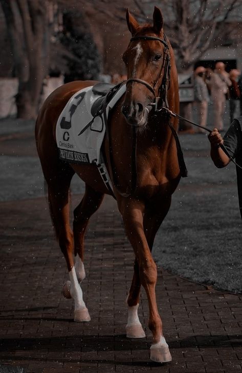 Race Horse Photography, English Thoroughbred Horses, Horse Race Aesthetic Vintage, Race Horse Aesthetic, Polo Horse Aesthetic, Racehorse Aesthetic, English Equestrian Aesthetic, Horse Racing Aesthetic, Brumby Horse