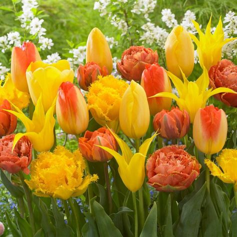 Tulips are a must for every garden because they are sturdy, upright, bright and may bloom for several springs in a row. Generally upward-facing blooms appear on short to tall stems, depending on the variety. Foliage color ranges from green to gray-green to variegated lance-shaped leaves. There are over 15 divisions by which tulips are grouped, each having their own distinct qualities. Plant several different varieties of tulips throughout the garden to extend the blooming time. By combining tuli Partial Sun Perennials, Van Zyverden, Perennial Bulbs, Fall Bulbs, Sun Perennials, Tulip Bulbs, Tulips Garden, Tequila Sunrise, Garden Living