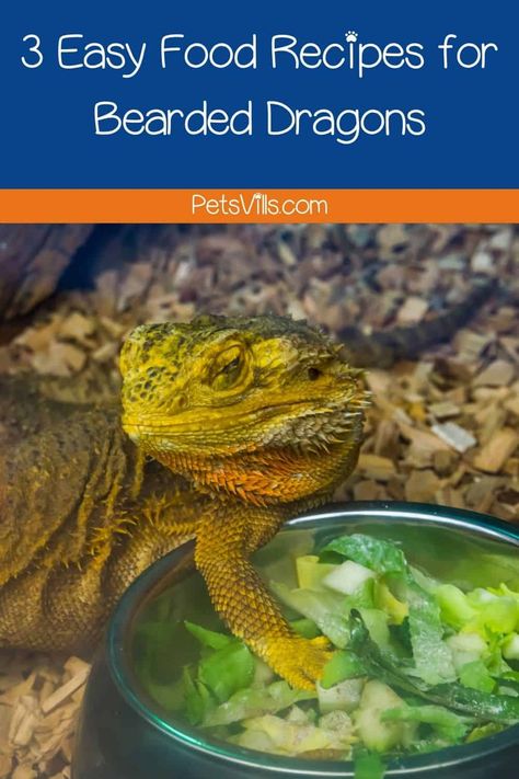 Bearded Dragon Feeding, Bearded Dragon Food List, Dragon Recipe, Bearded Dragon Terrarium Ideas, Homemade Food Recipes, Bearded Dragon Diy, Baby Beard, Bearded Dragon Terrarium, Bearded Dragon Enclosure