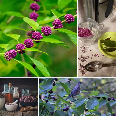 Beautyberry Benefits and Uses of Berries, Leaves and Roots Beauty Berry Uses, Beautyberry Uses, Beautyberry Recipes, Beauty Berries, Hearth Witch, Homemade Medicine, Beauty Berry, Benefits Of Berries, Beauty Bush