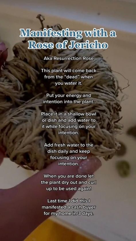 Rose Of Jericho Spells, Rose Of Jericho Magical Properties, Rose Of Jericho Spell, Rose Of Jericho Magic, Rose Of Jericho Plant, Beginners Spirituality, Madonna Book, Rose Of Jericho, Plant Parenthood