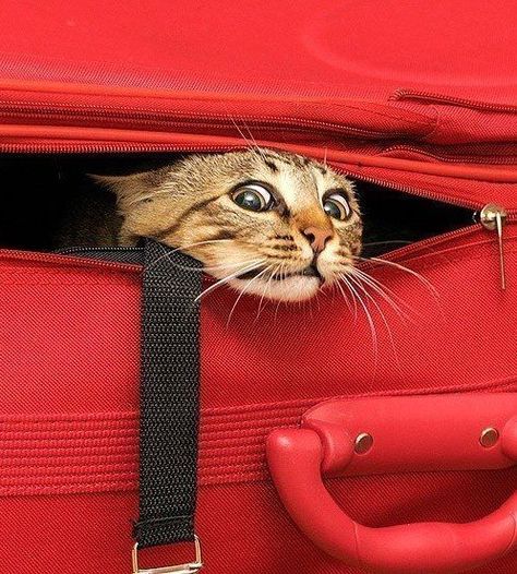 Cele Mai Drăguțe Animale, Söt Katt, In The Bag, Cats Meow, Funny Animal Pictures, The Bag, Beautiful Cats, 귀여운 동물, Cat Life