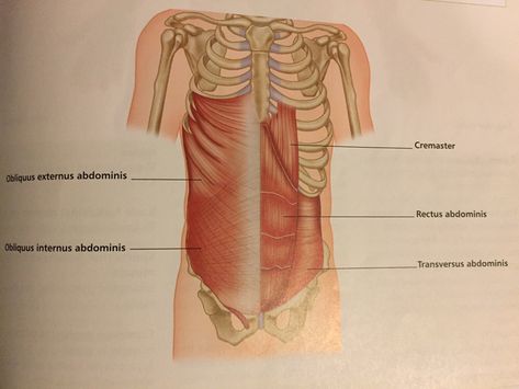 Rib Cage Flare, Correct Rib Flare, Rib Flare, Rib Flare Before And After, Exercises For Rib Flare, Rib Cage Stretch, Transversus Abdominis, Posture Fix, Referred Pain