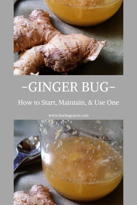 Everything you need to know to start, maintain, and use a ginger bug. Plus the many healthy benefits. Easy ginger bug recipe to make your own homemade ginger ale soda.   #Recipe #FromScratchCooking #RealFoodIngredients #GingerAle Homemade Ginger Beer, Ginger Ale Recipe, Ginger Soda, Homemade Ginger Ale, Ginger Bug, Fermented Veggies, Health Benefits Of Ginger, Homemade Soda, Fermentation Recipes