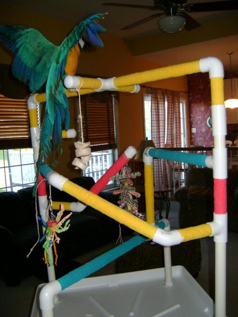 Sharing pics of my Macaw size PVC play gym | Parrot Forum 🦜 Parrot Owners Community Bird Play Gym, Homemade Bird Toys, Diy Bird Toys, Pet Bird Cage, Budgie Parakeet, Bird Aviary, Bird Stand, Parrot Cage, Bird Care